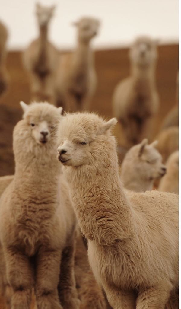 Handmade Alpaca Knit Pullover | Sustainable Grey Sweater Top